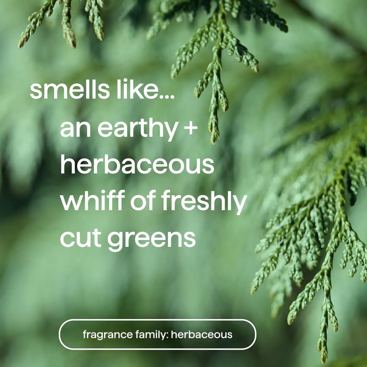 Method Men Body Wash, Juniper + Sage - Kenya