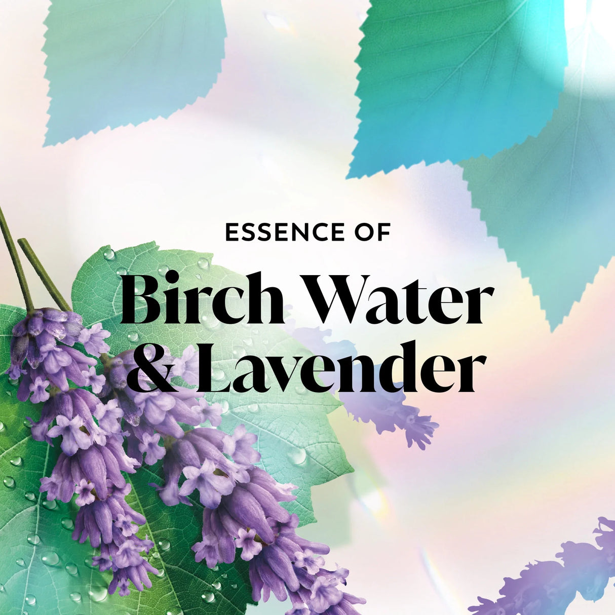 Olay Birch Water Body Wash - Kenya