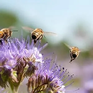 Burt's Bees Lip Balm, Moisturizing Lip Care, SuperFruit (4-Pack) - Kenya