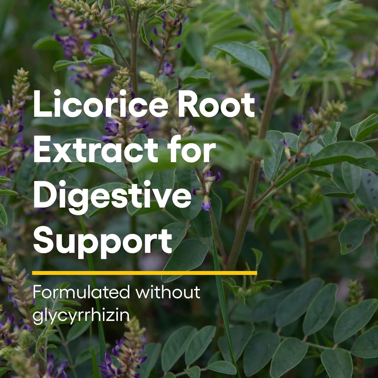 DGL 400 mg Licorice Extract - Kenya