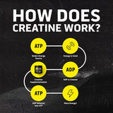 Ascent Clean Creatine Monohydrate Powder - Kenya
